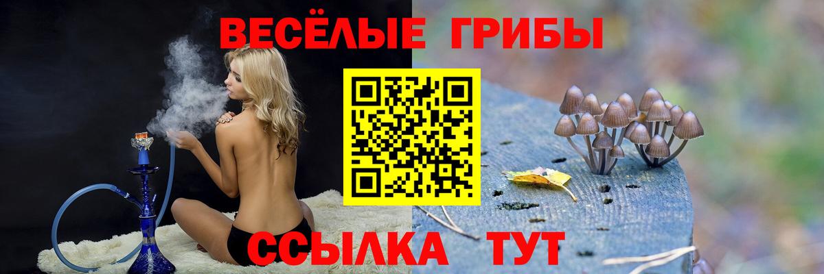 Галлюциногенные грибы Psilocybe Надым
